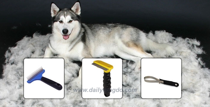 Lưu ý cắt tỉa lông cho chó Husky, Samoyed hay Alaska
