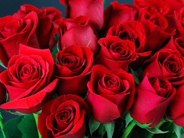 Top 10 loại hoa tặng ngày Valentine ý nghĩa nhất
