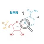 MNM là gì? NMN có tác dụng gì với làn da và cơ thể?