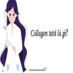 Collagen tươi là gì? Sự khác biệt so với collage thường