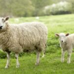 Khám phá top 6 sản phẩm nhau thai cừu được ưa chuộng nhất 2018