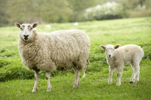 Khám phá top 5 sản phẩm nhau thai cừu được ưa chuộng nhất 2018